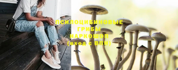 индика Инта